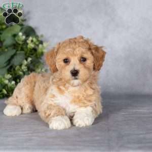 Bonnie, Bich-Poo Puppy